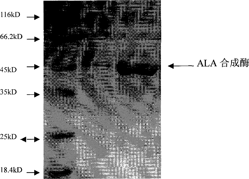 Engineering bacterium producing 5-glycyl ethylformic acid and construction and application method thereof