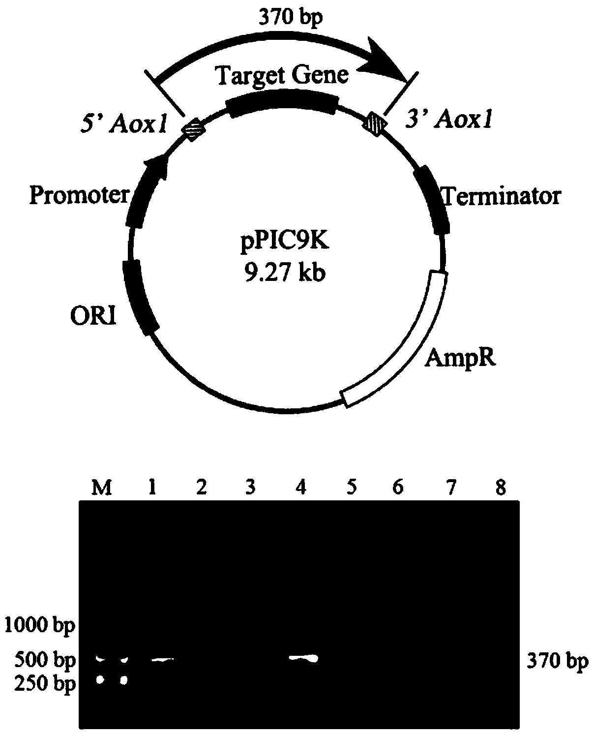 Method for improving organic selenium synthesis ability of microorganisms based on sulfur-containing protein overexpression, and application thereof