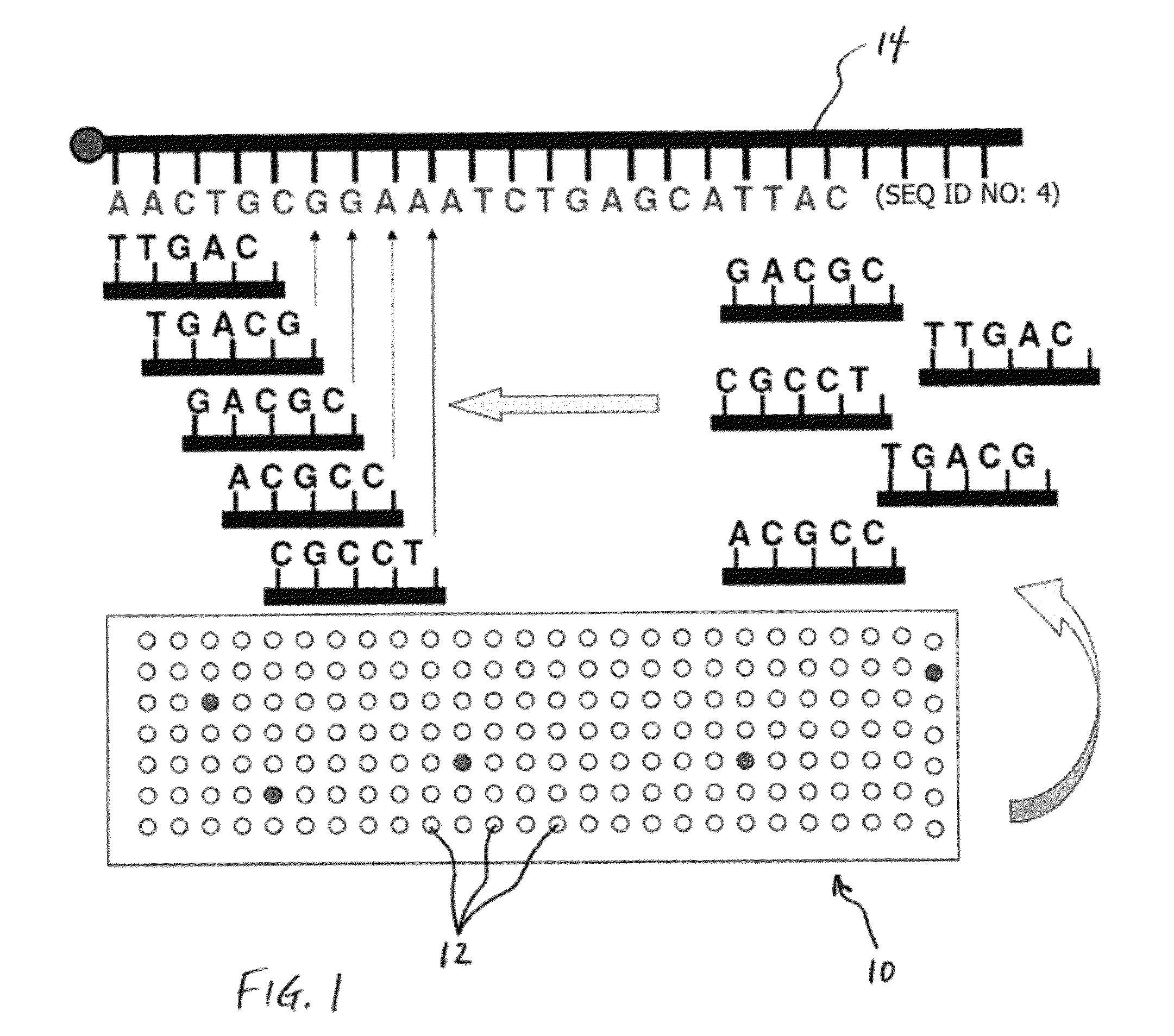 Methods for sequencing a biomolecule by detecting relative positions of hybridized probes