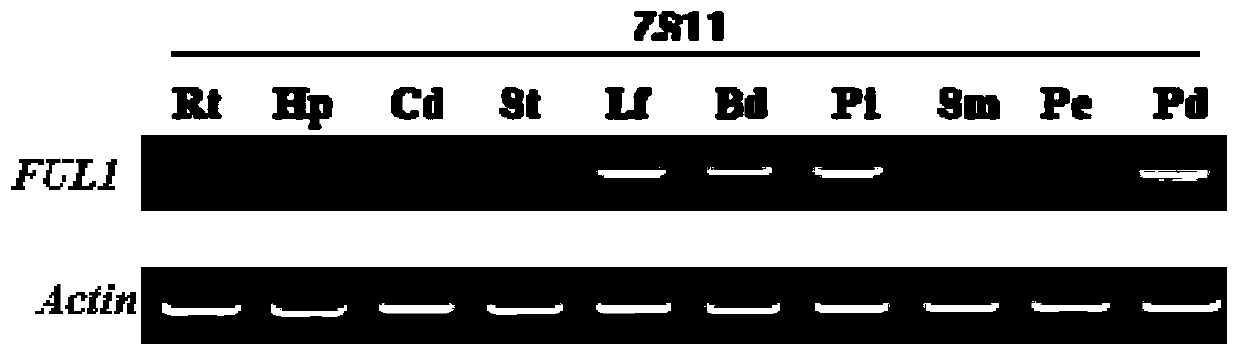 Improvement of rape pod shatter resistance by BnaA06FUL1 gene