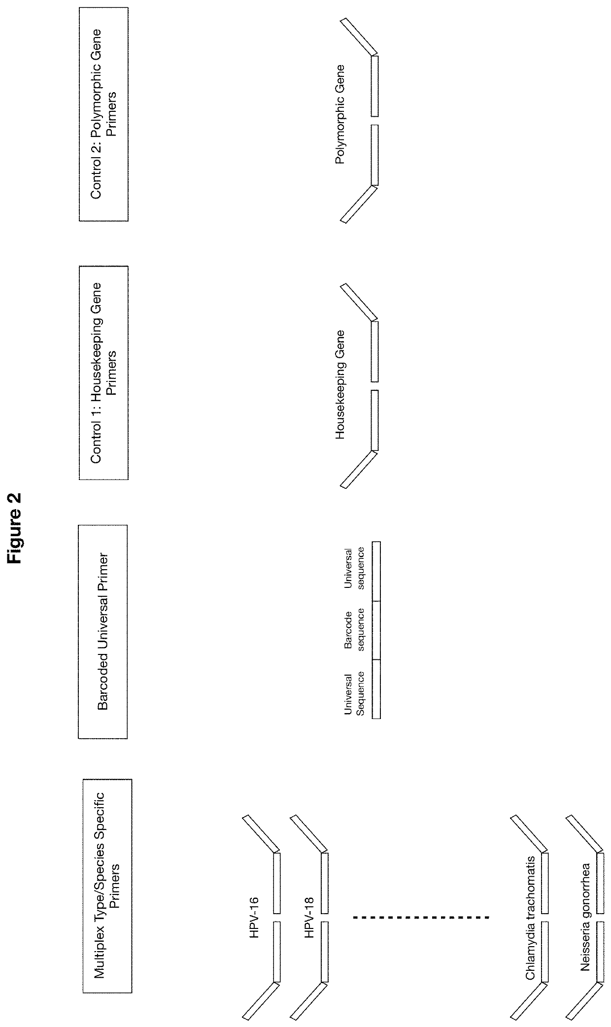 Methods and compositions for human papillomaviruses and sexually transmitted infections detection, identification and quantification