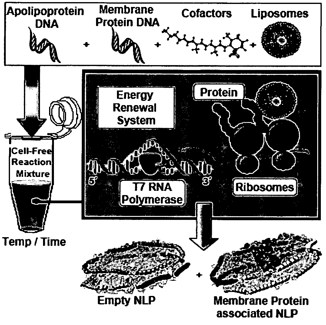 Methods and systems for monitoring production of a target protein in a nanolipoprotein particle