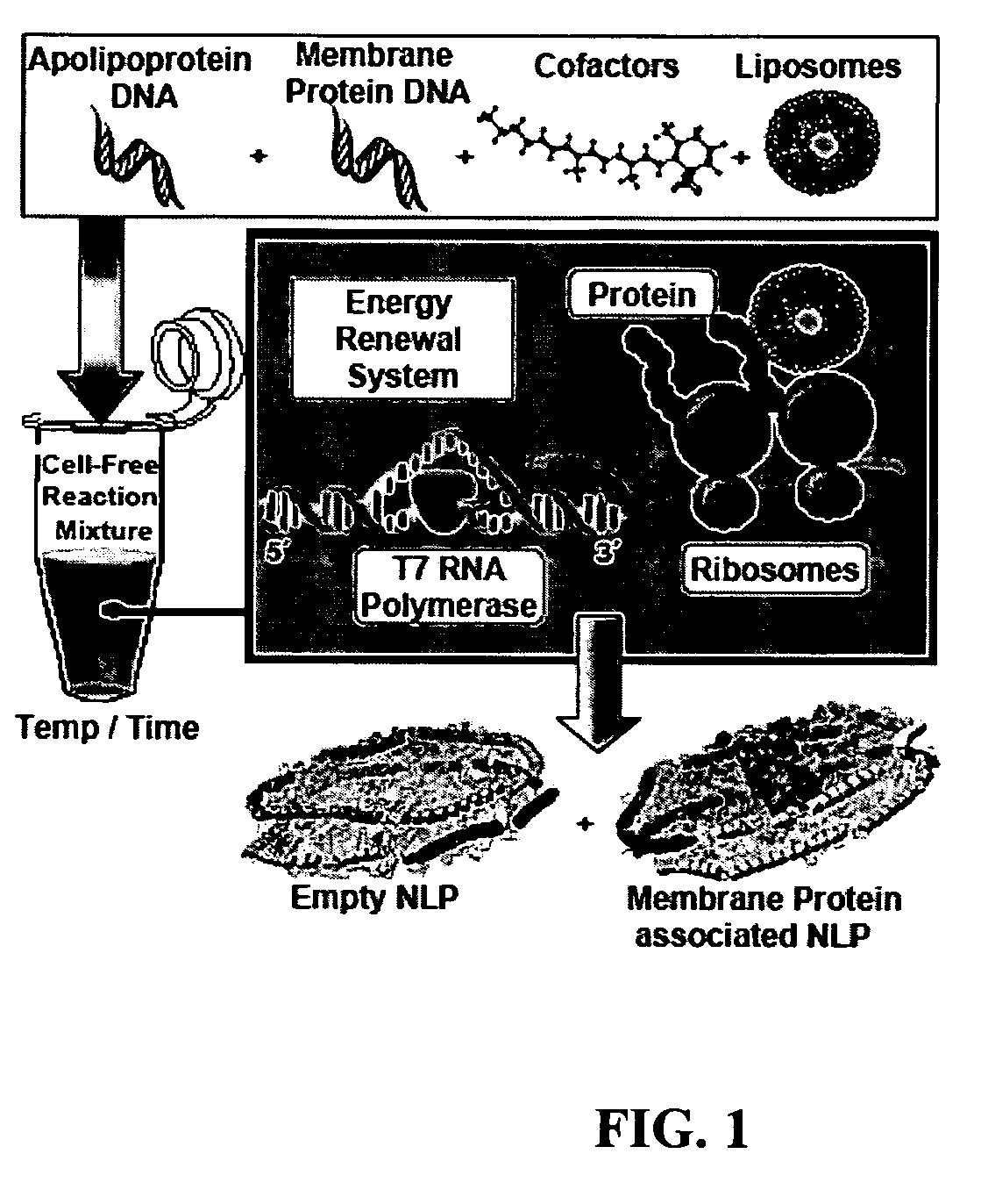 Methods and systems for monitoring production of a target protein in a nanolipoprotein particle