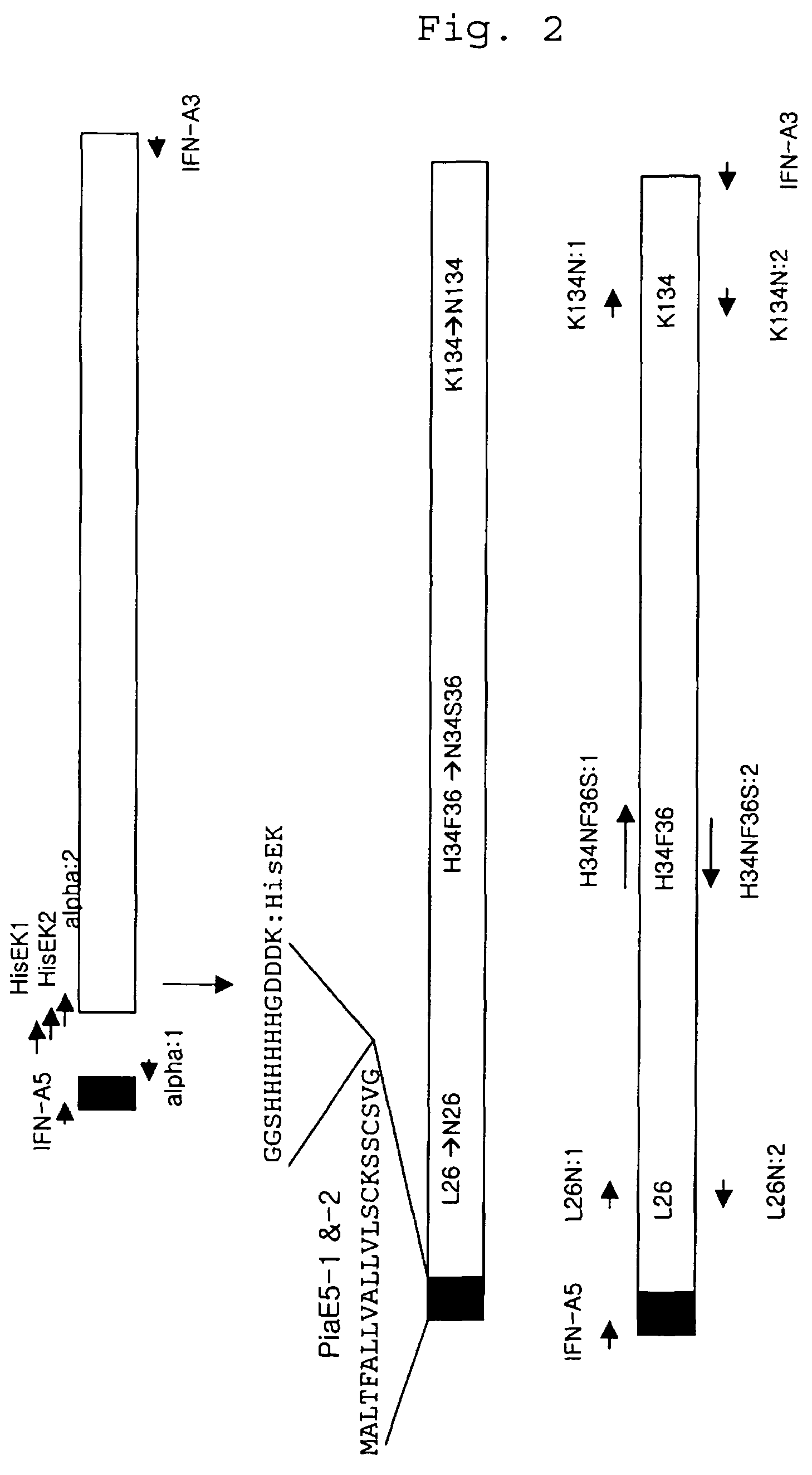 Glycosylated human interferon alpha isoform