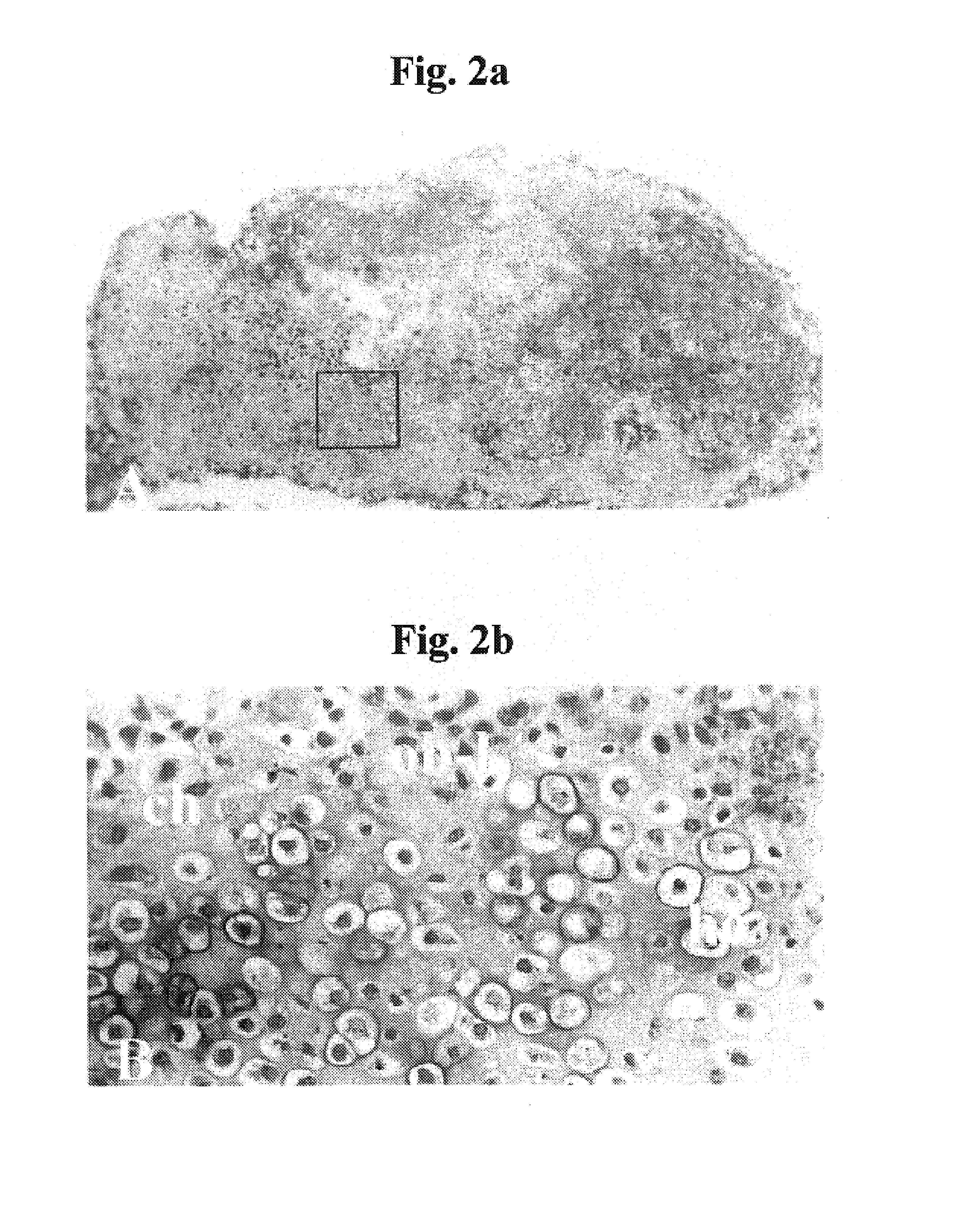 Cultured cartilage/bone cells/tissue, method of generating same and uses thereof