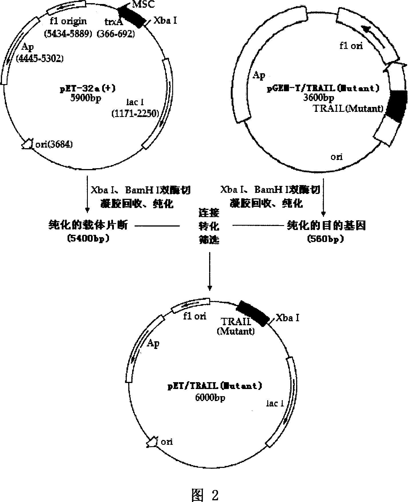 Method for preparing mutant code cDNA of apoptosis induction ligand related to human tumor necrosis factor, and application