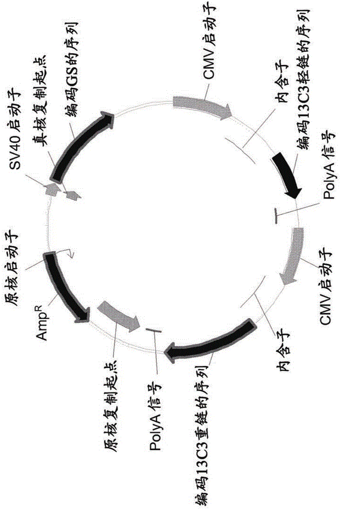 Cho expression system