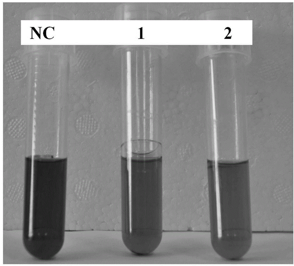 Phosphomannose isomerase from chlorella variabilis and application thereof