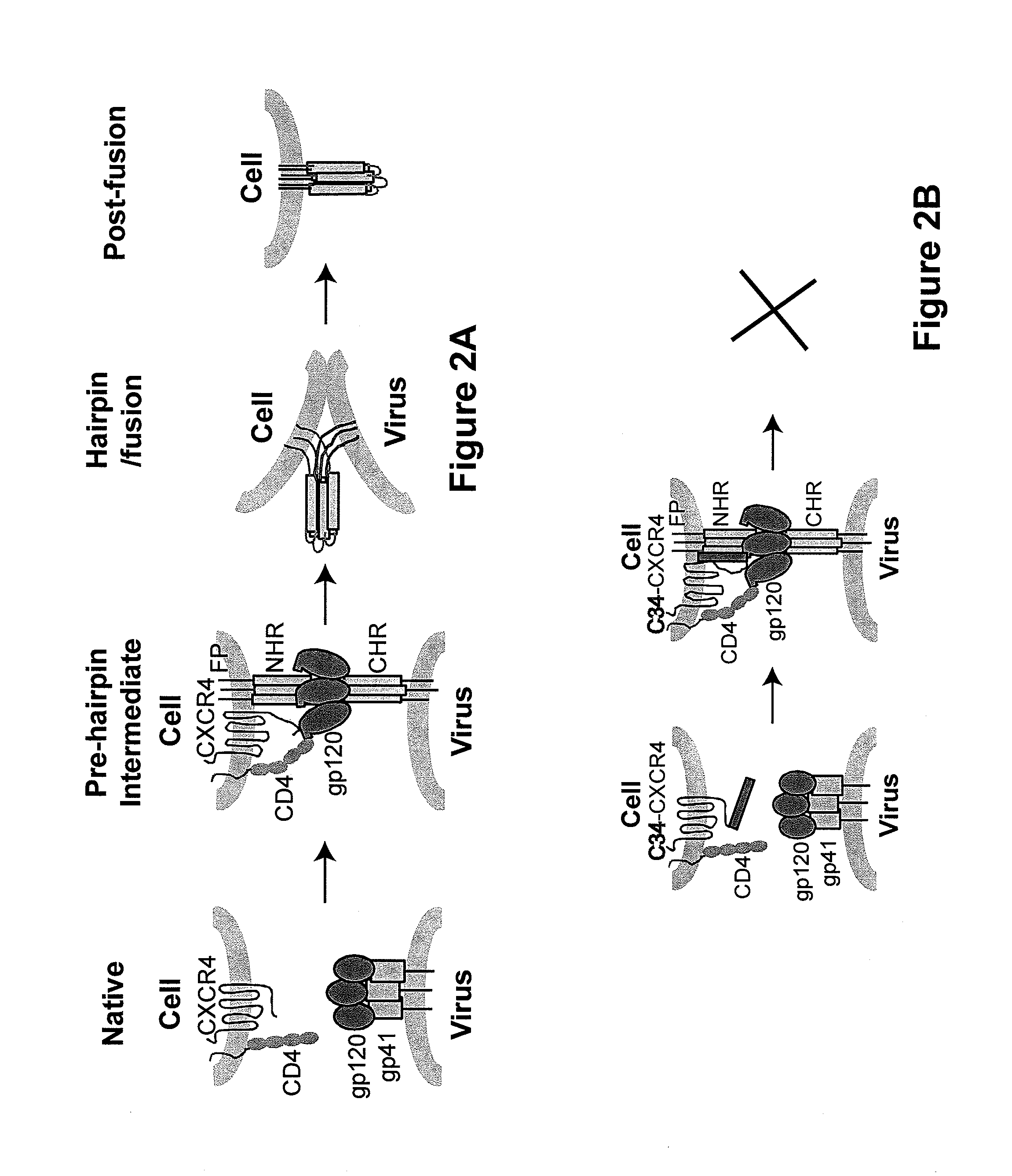 Methods and compositions for inhibiting viral entry into cells