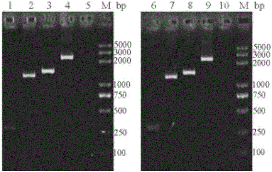 Transgenic engineering saccharomyces cerevisiae SF4 for efficiently fermenting ethanol using xylose