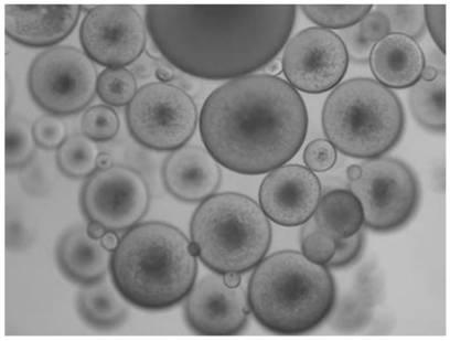 Boron-containing phenolic resin microspheres and preparation method thereof