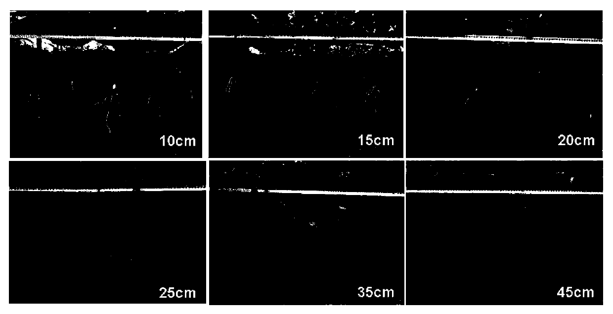 Method for ecological control over spreading of crop epidemic diseases based on inter-restriction between maize roots and phytophthora