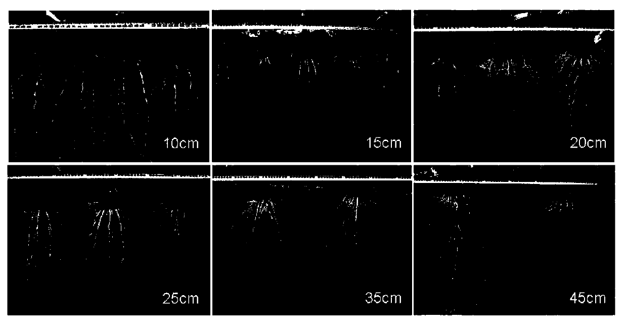 Method for ecological control over spreading of crop epidemic diseases based on inter-restriction between maize roots and phytophthora