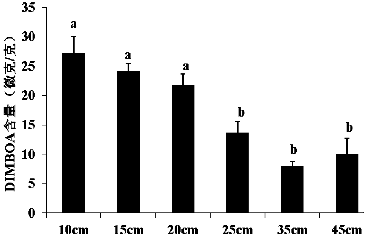 Method for ecological control over spreading of crop epidemic diseases based on inter-restriction between maize roots and phytophthora