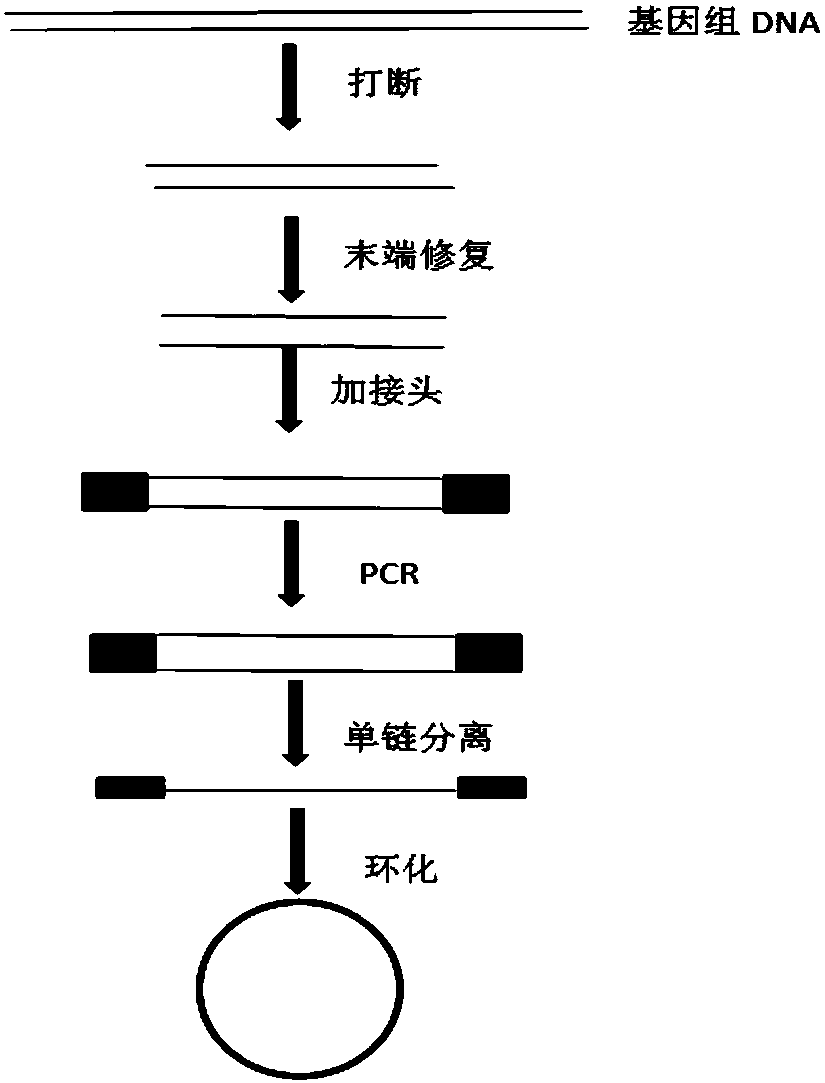 Method for constructing single-stranded annular library