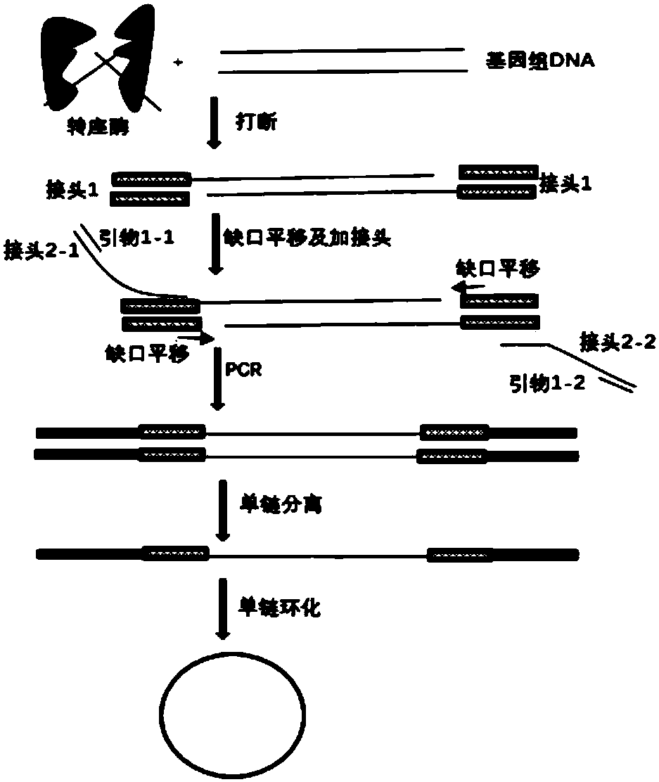 Method for constructing single-stranded annular library