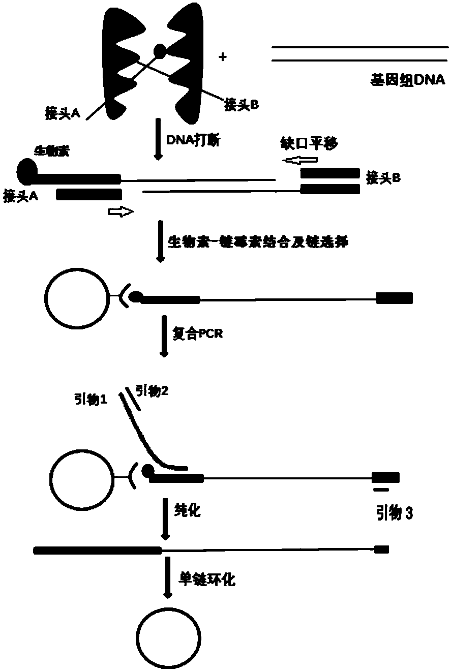 Method for constructing single-stranded annular library