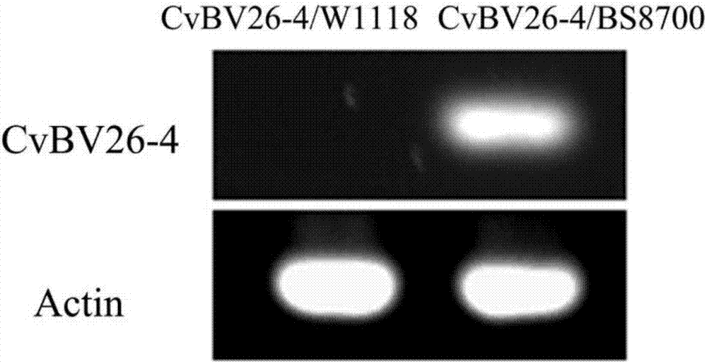 Applications of CvBV26-4 gene in reduction of immunity of fruit flies and preparation of immunocompromised fly model