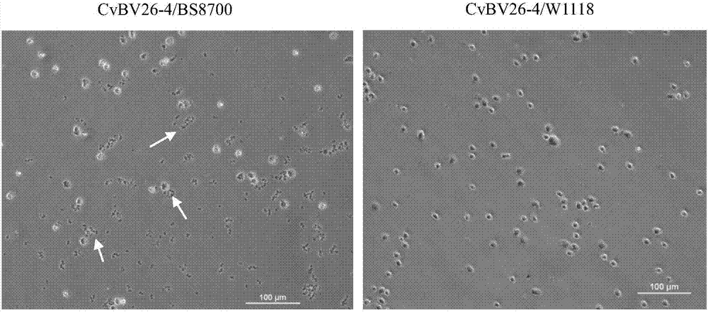 Applications of CvBV26-4 gene in reduction of immunity of fruit flies and preparation of immunocompromised fly model