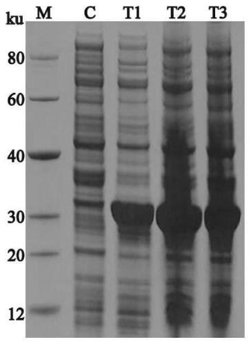 PPK2 protein and application thereof as 30kd standard substance for polyacrylamide gel electrophoresis