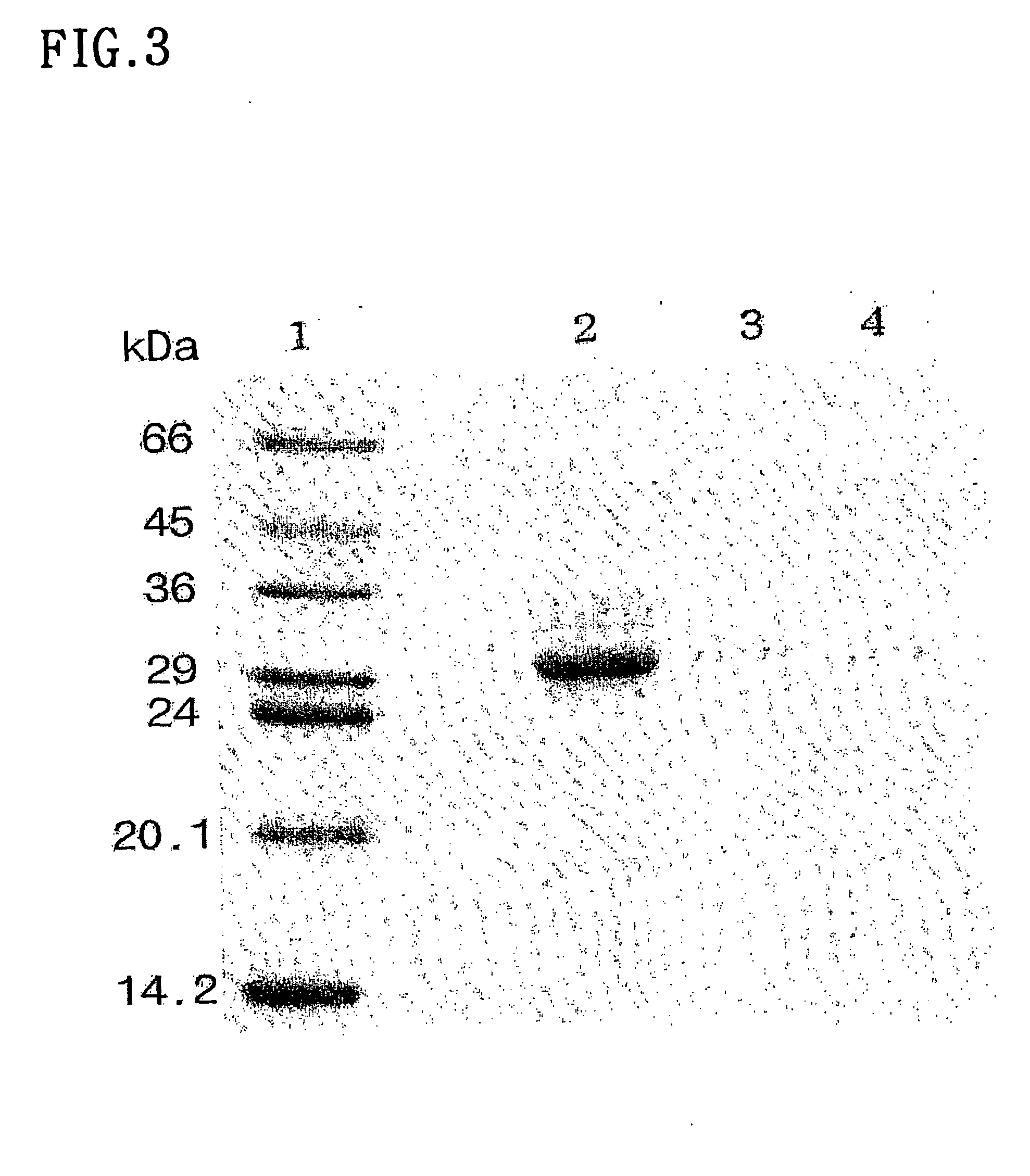 Lectin protein prepared from maackia fauriei, process for preparing the same and the use thereof