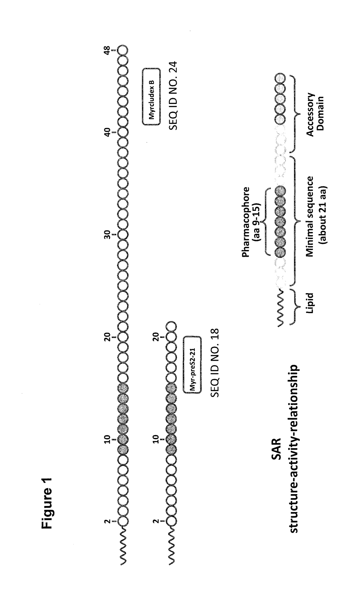 Cyclic ntcp-targeting peptides and their uses as entry inhibitors