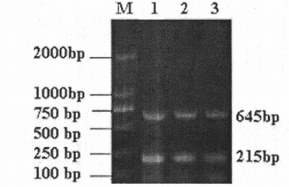 Dual PCR (Polymerase Chain Reaction) quick detection method for rabbit hemorrhagic disease virus and rabbit pasteurellosis