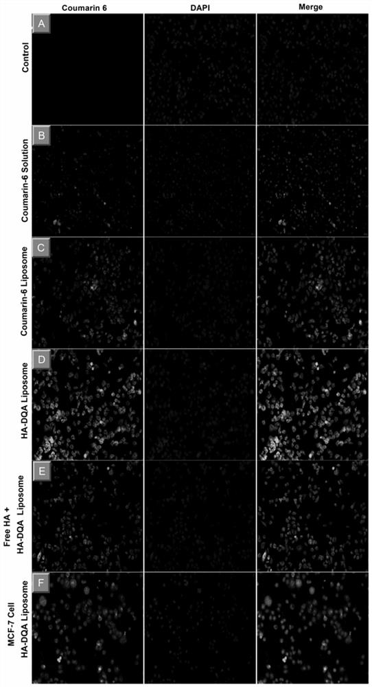 A kind of hyaluronic acid modified mitochondria targeting liposome and preparation method thereof