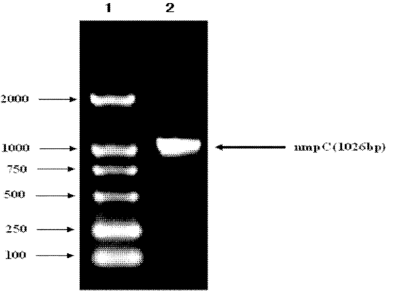 NmpC subunit vaccine of salmonella paratyphi A and preparation method thereof