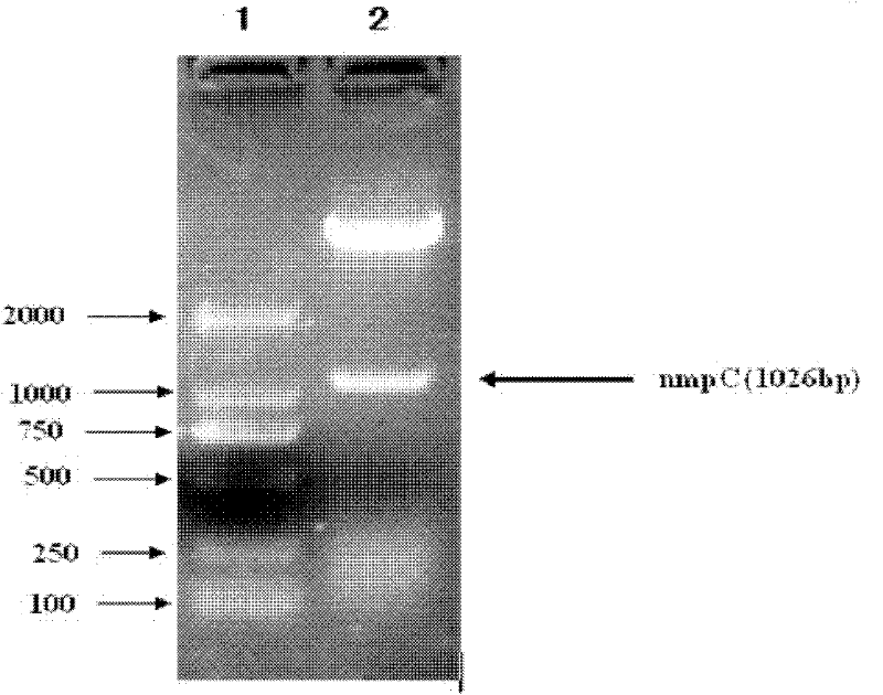 NmpC subunit vaccine of salmonella paratyphi A and preparation method thereof