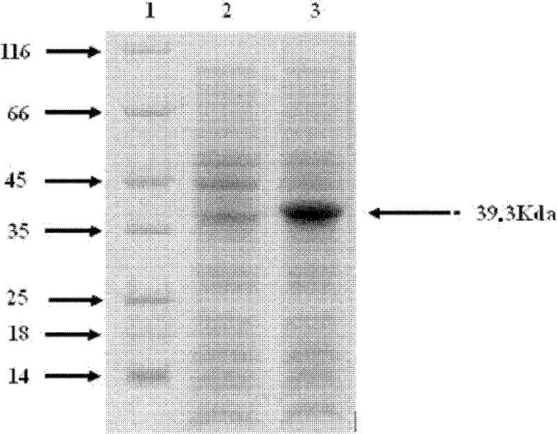 NmpC subunit vaccine of salmonella paratyphi A and preparation method thereof