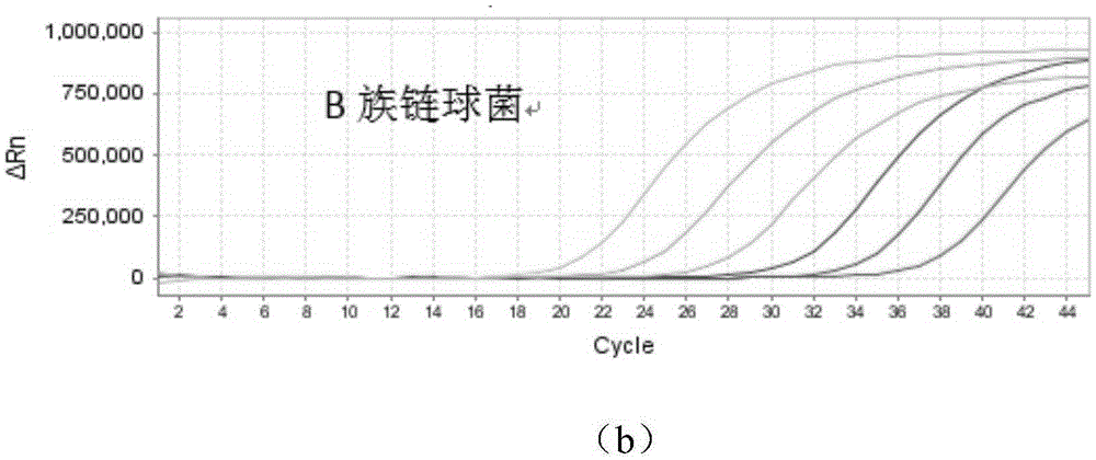 Freeze-drying protective agent applied to nucleic acid amplification system