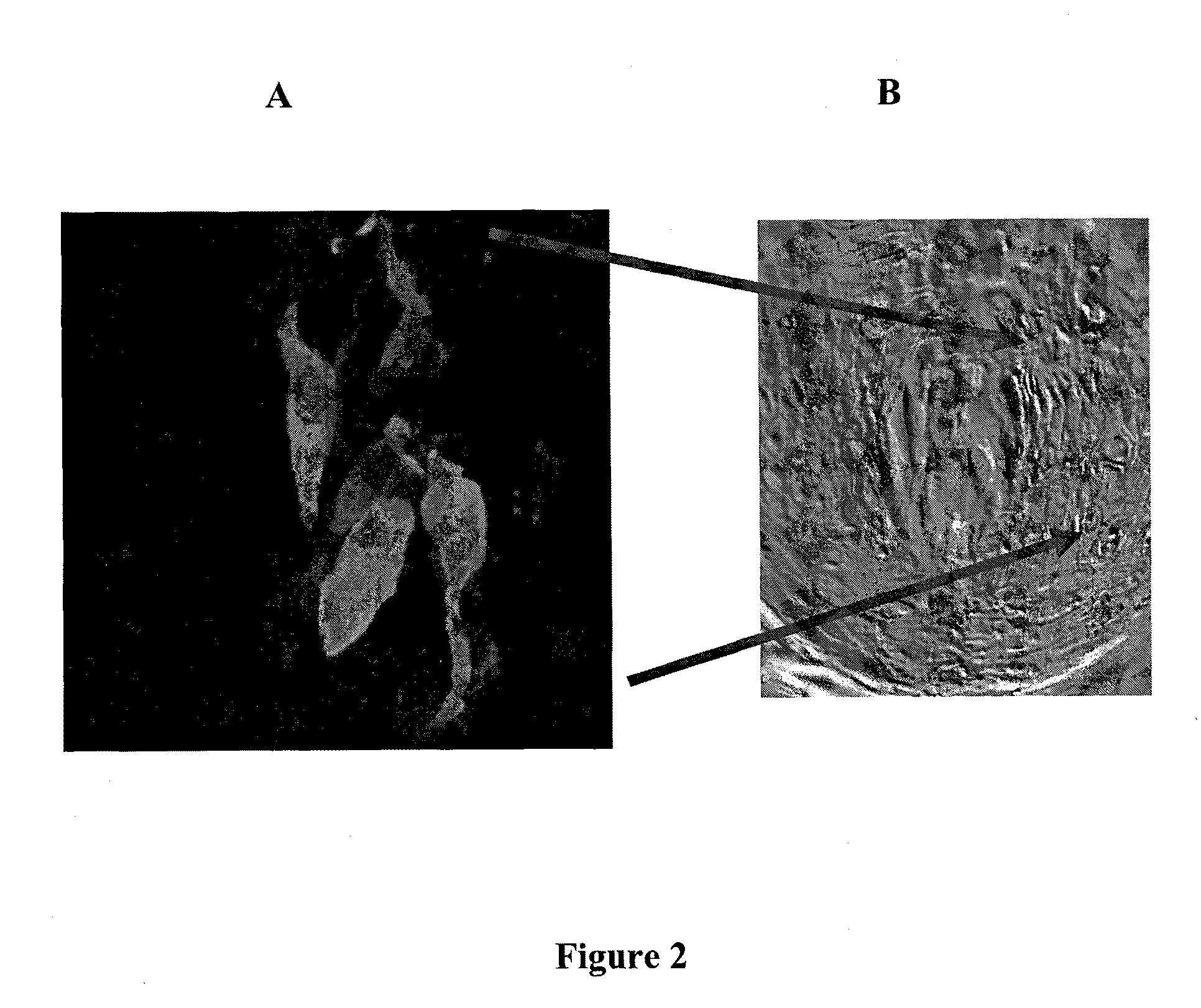 Human salty taste receptor and methods of modulating salty taste perception