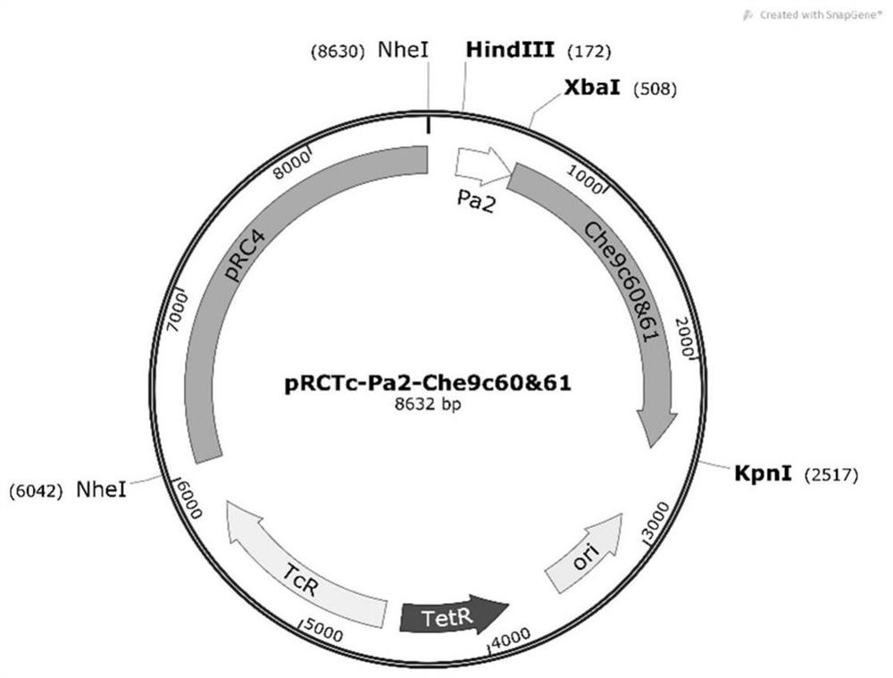 A kind of genetically engineered rhodococcus and its construction method and application