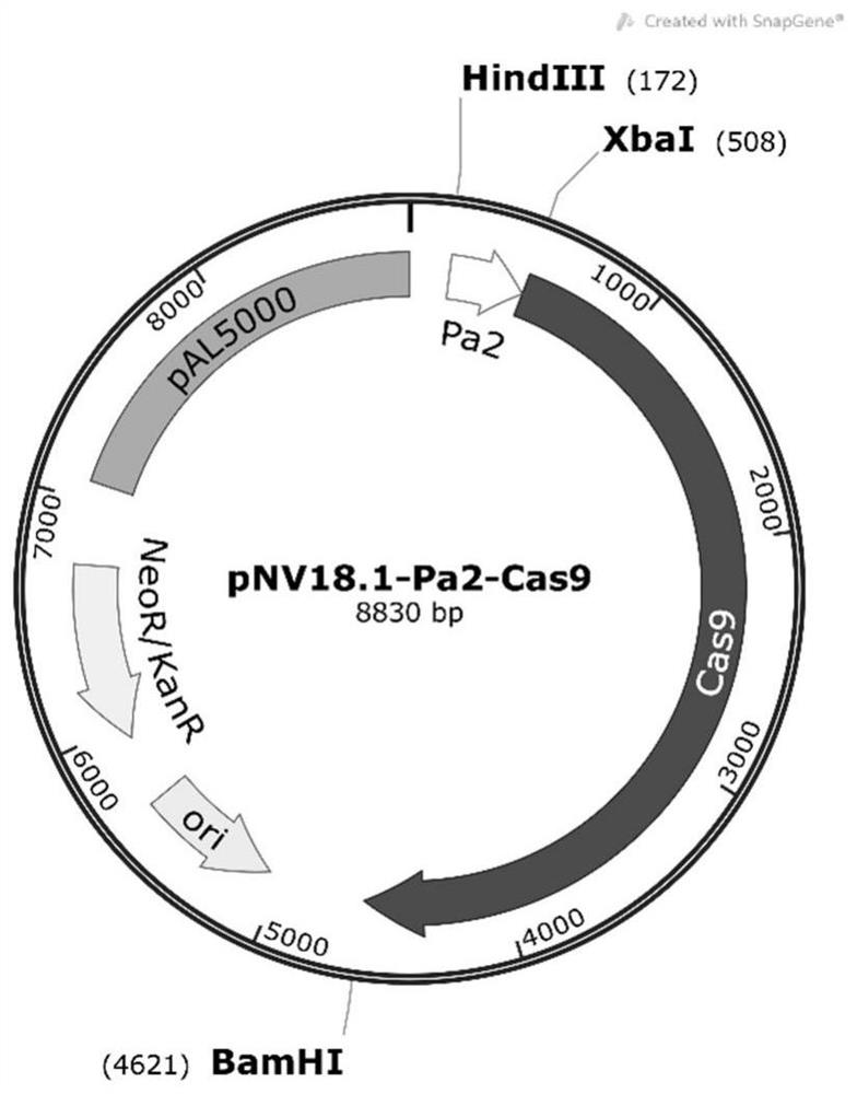 A kind of genetically engineered rhodococcus and its construction method and application