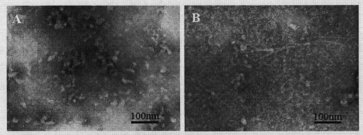 Artificial in-vitro preparation method of low molecular weight amyloid peptide oligomer and application