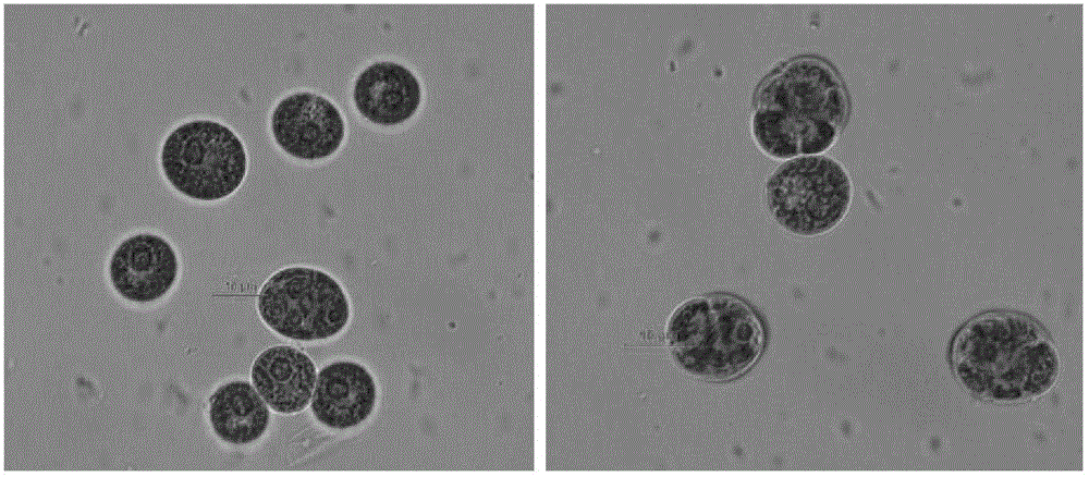 Scenedesmus sp. and applications thereof