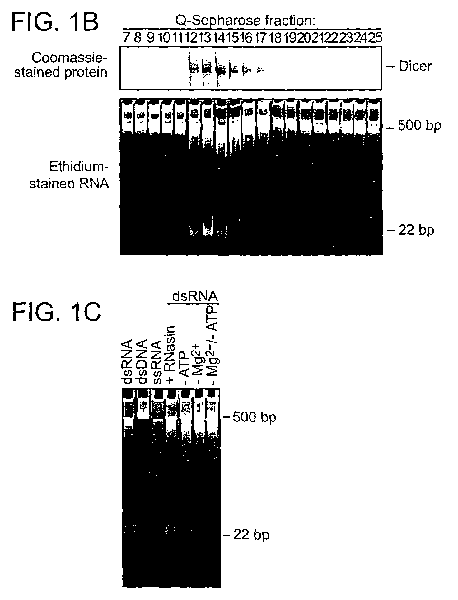 Methods and compositions for use in preparing siRNAs