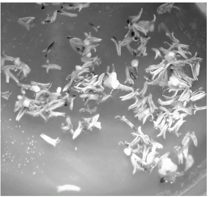 Wheat anti-gibberellic in-vitro directional selection breeding method