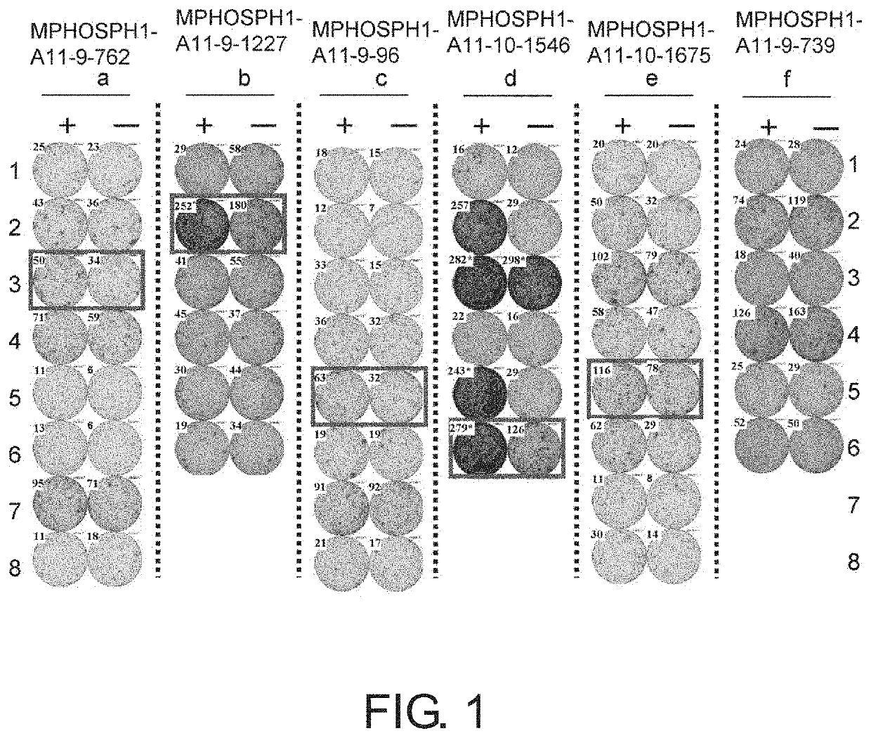 MPHOSPH1-derived peptide, and vaccine including same