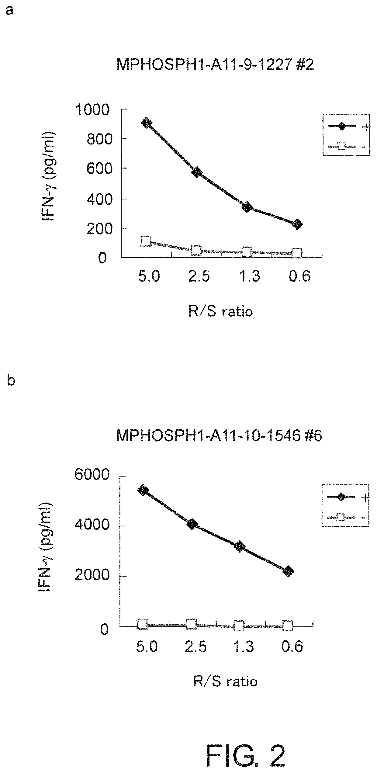 MPHOSPH1-derived peptide, and vaccine including same