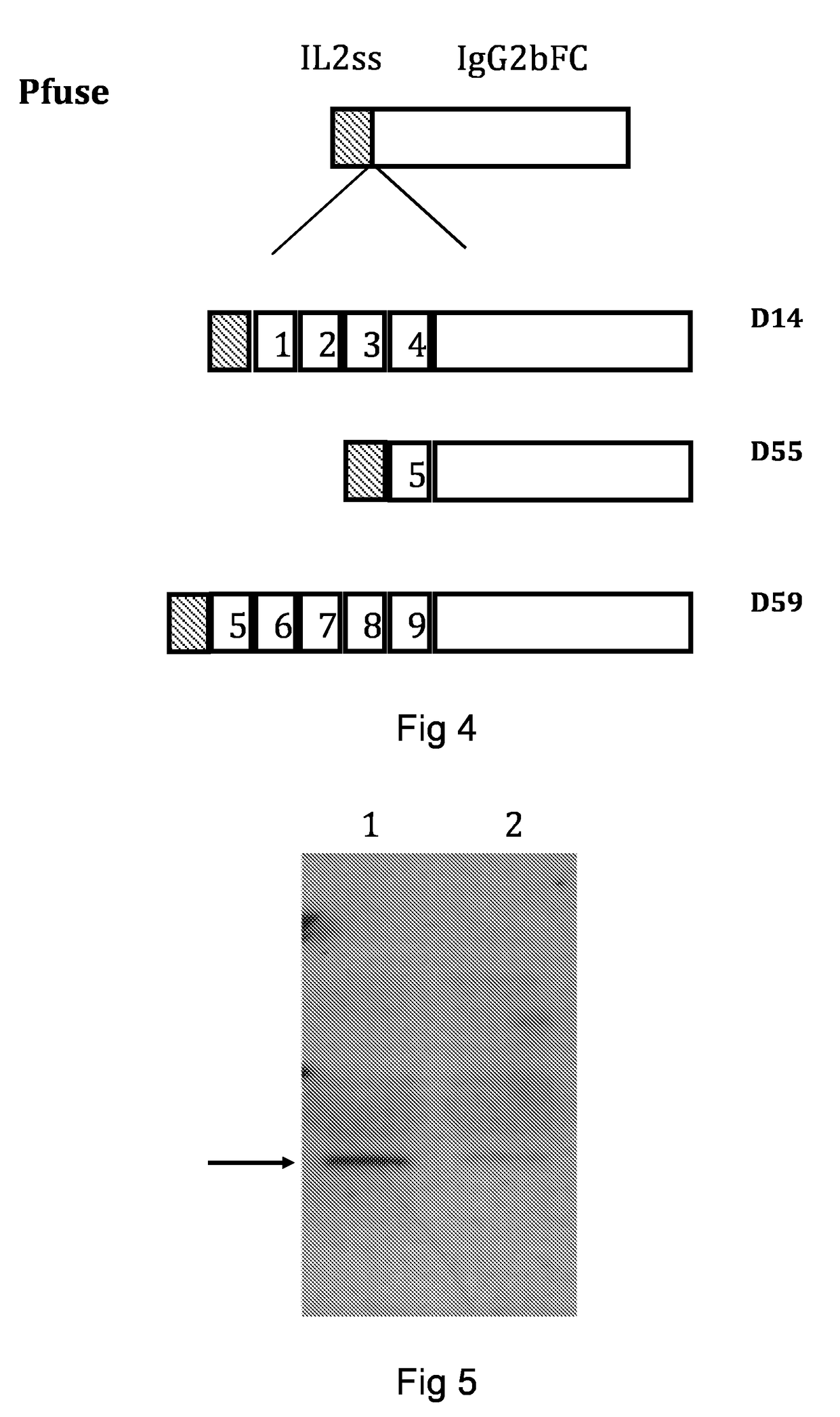 Domain 5 of CD163 for use in antiviral compositions against PRRS, and transgenic animals
