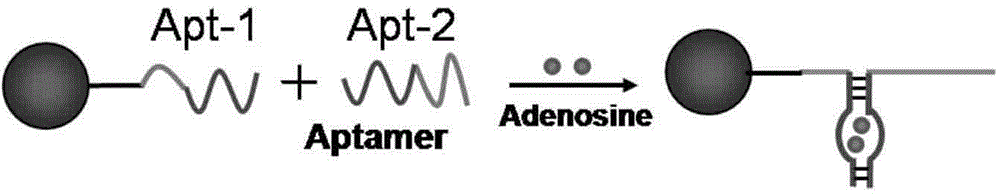 Colocalization trigger chain type hybridization reaction based aptamer sensor for detecting adenosine