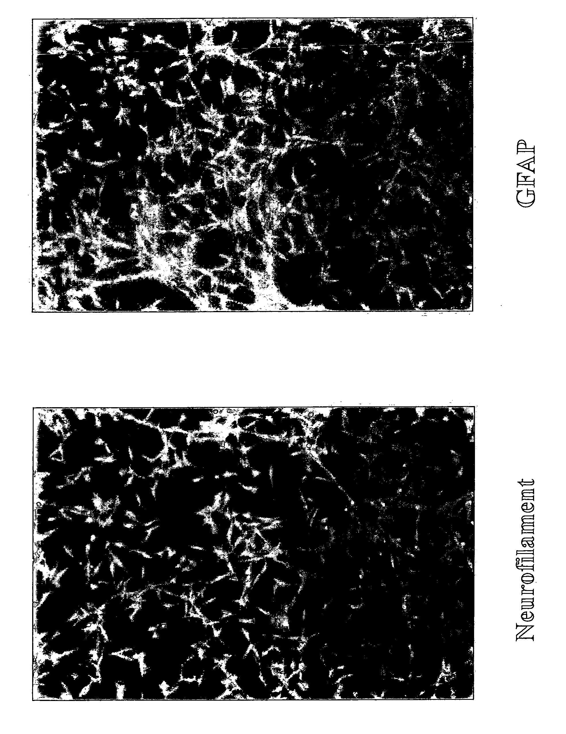 Method for Transdifferentiating Cells