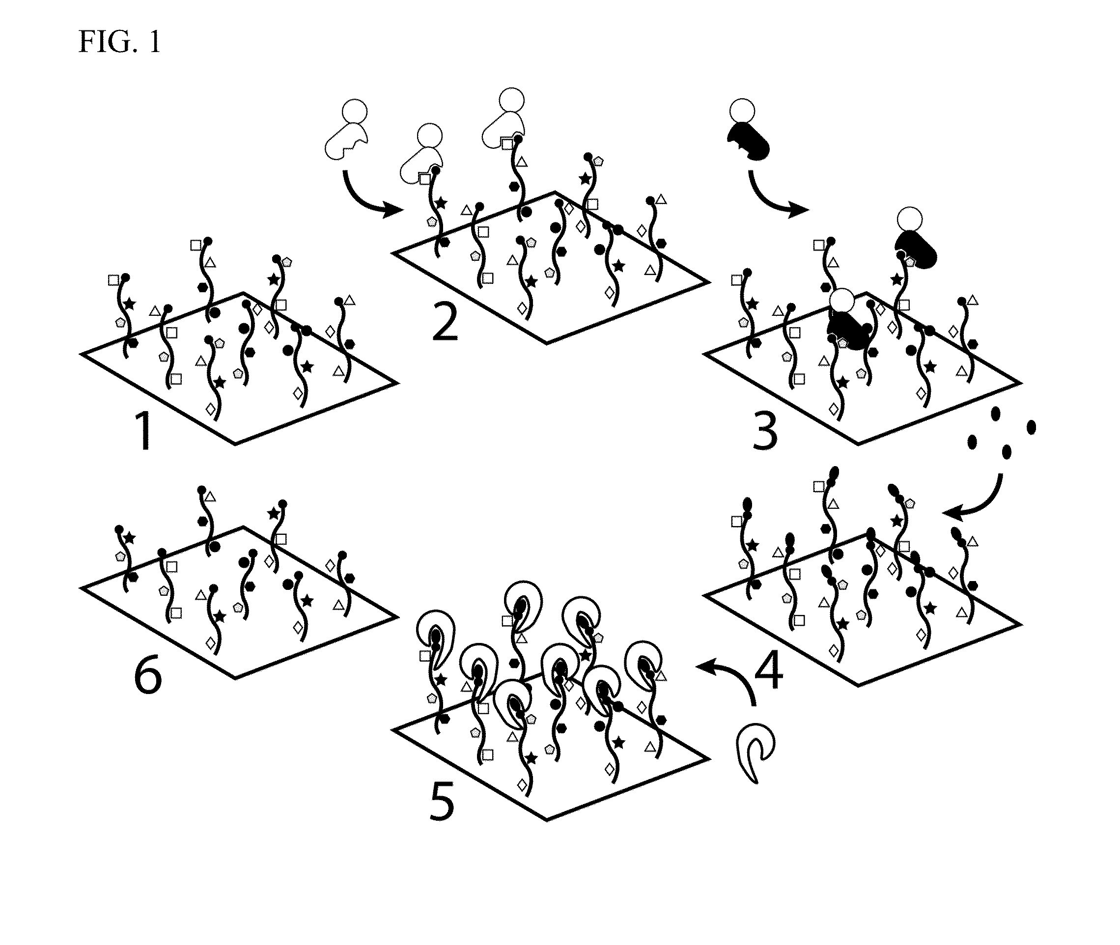 Molecules and methods for iterative polypeptide analysis and processing
