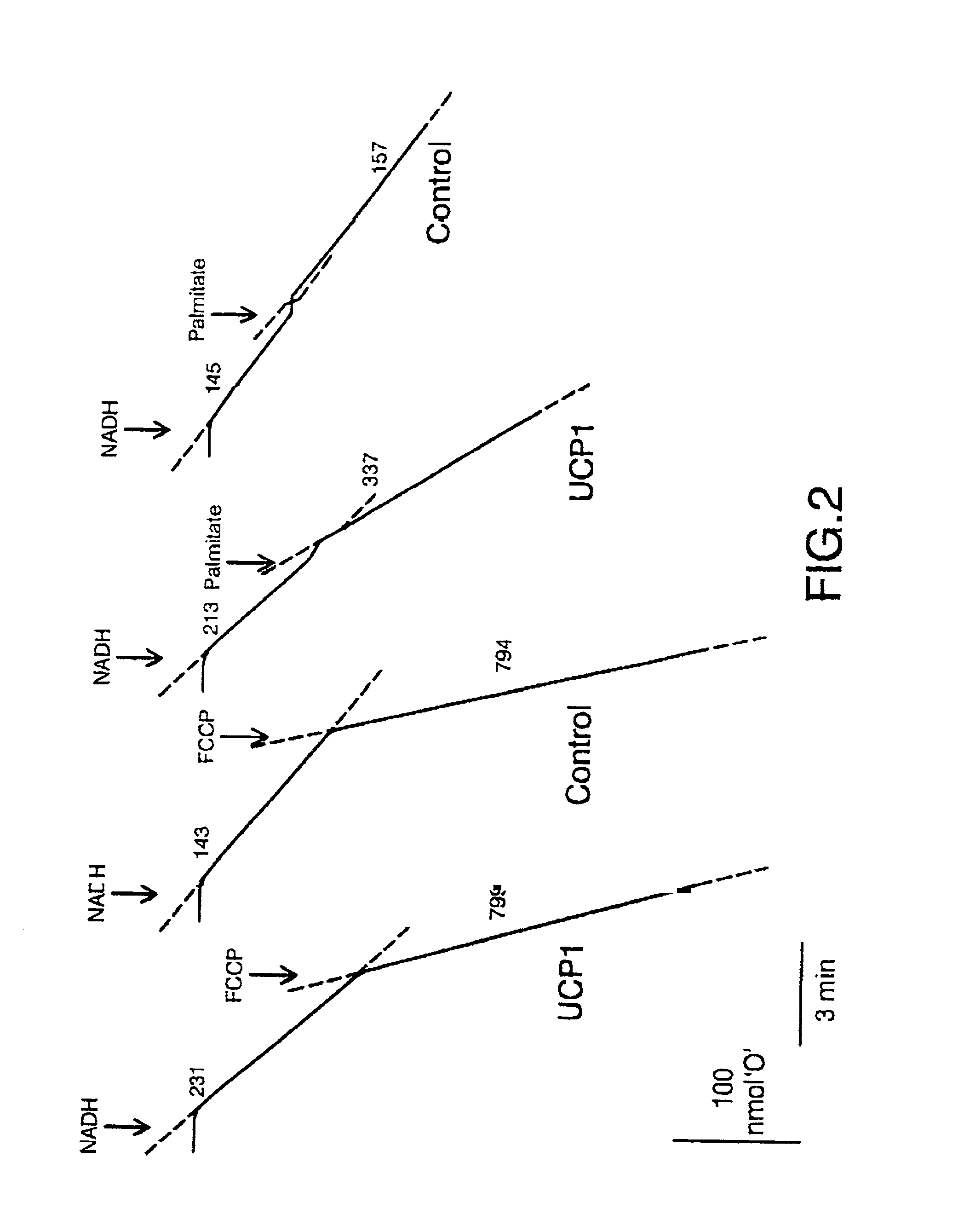 Method for determining the activity of uncoupling proteins (UCPs) by monitoring NAD(P)H consumption