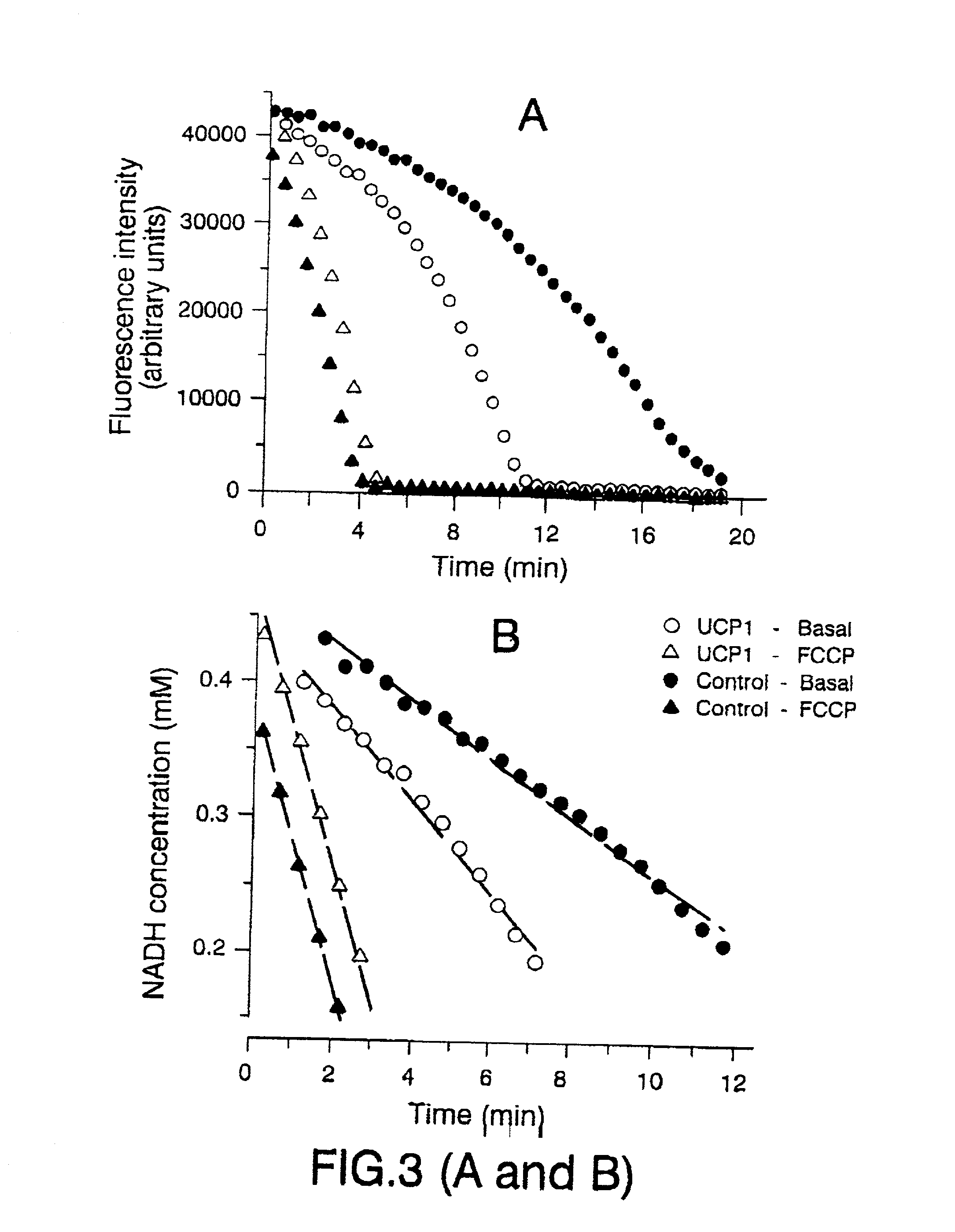 Method for determining the activity of uncoupling proteins (UCPs) by monitoring NAD(P)H consumption