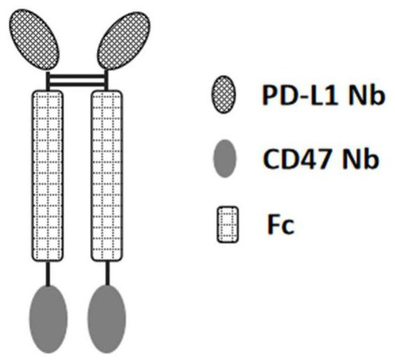 Anti-PD-L1/CD47 bispecific antibody and use thereof