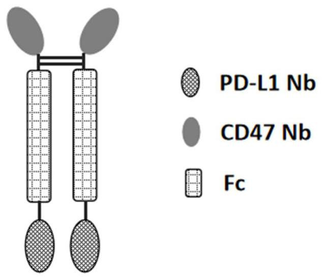 Anti-PD-L1/CD47 bispecific antibody and use thereof
