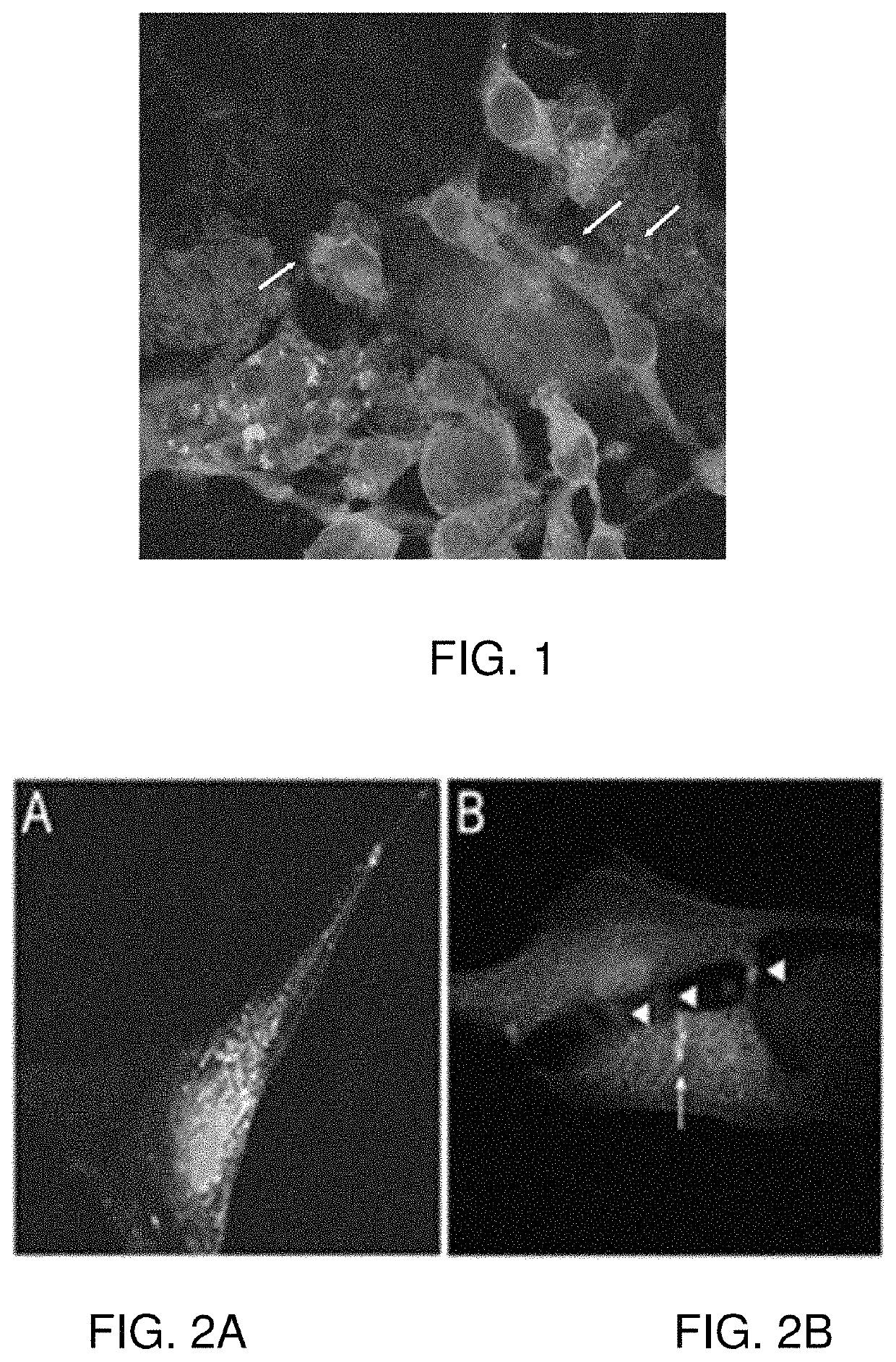 Primed muscle progenitor cells and uses thereof